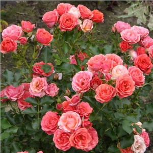 Красная - Миниатюрные розы лилипуты 